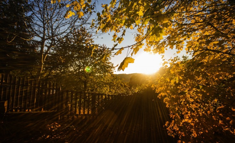 Does Good Tree Maintenance Make Good Neighbors?