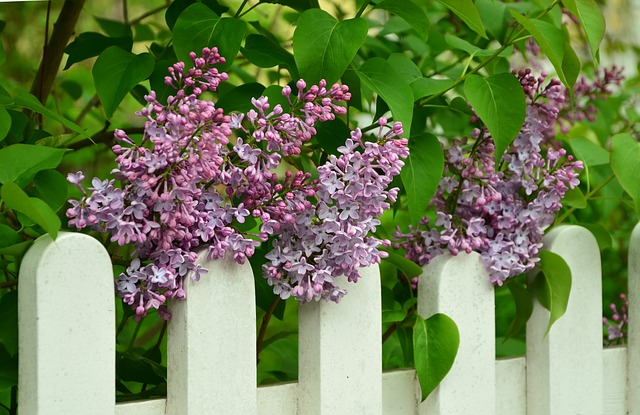 Construction, Maintenance, and Repair of a Boundary Fence